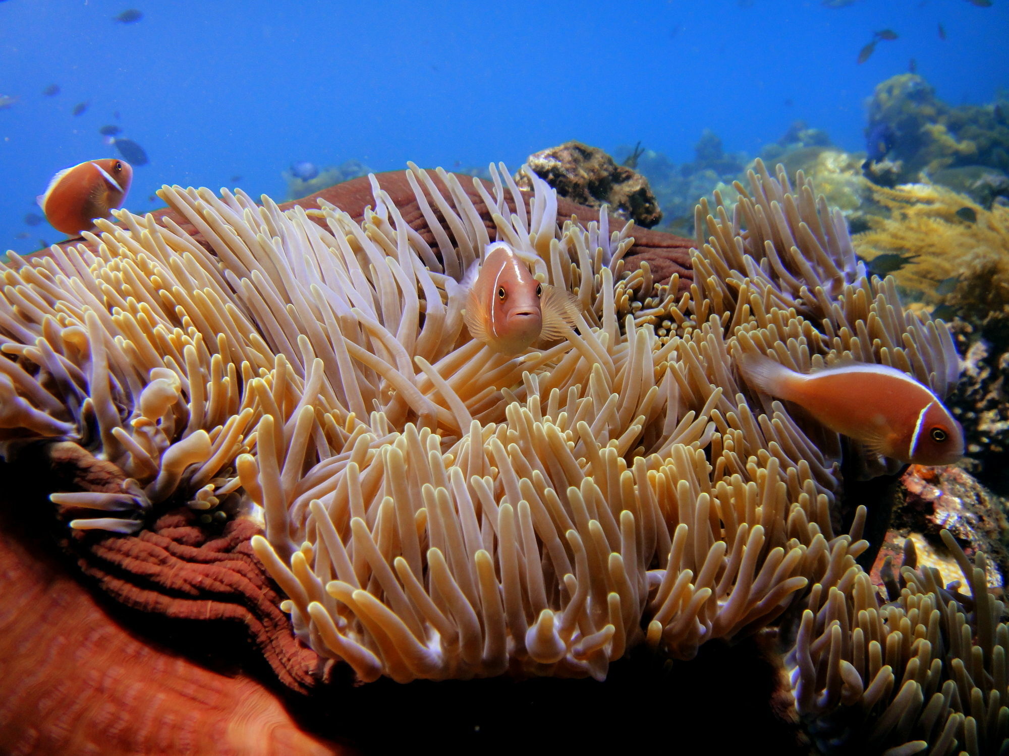 Arya Amed Beach Resort And Dive Center Eksteriør bilde